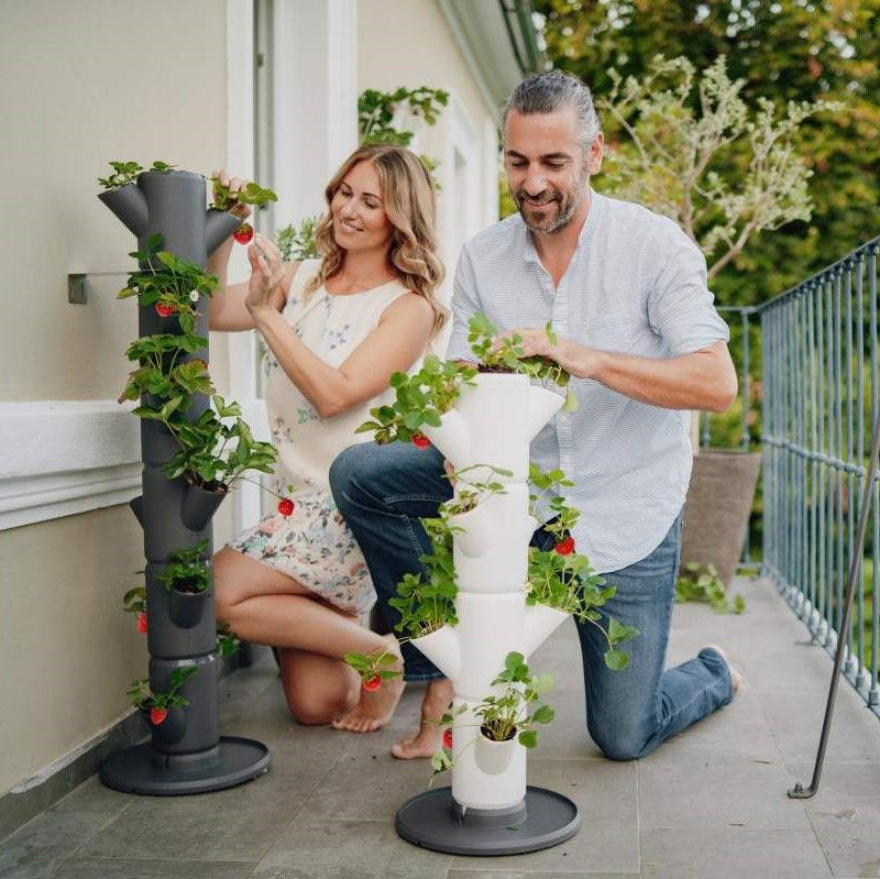 SISSI STRAWBERRY, the world’s first strawberry tree