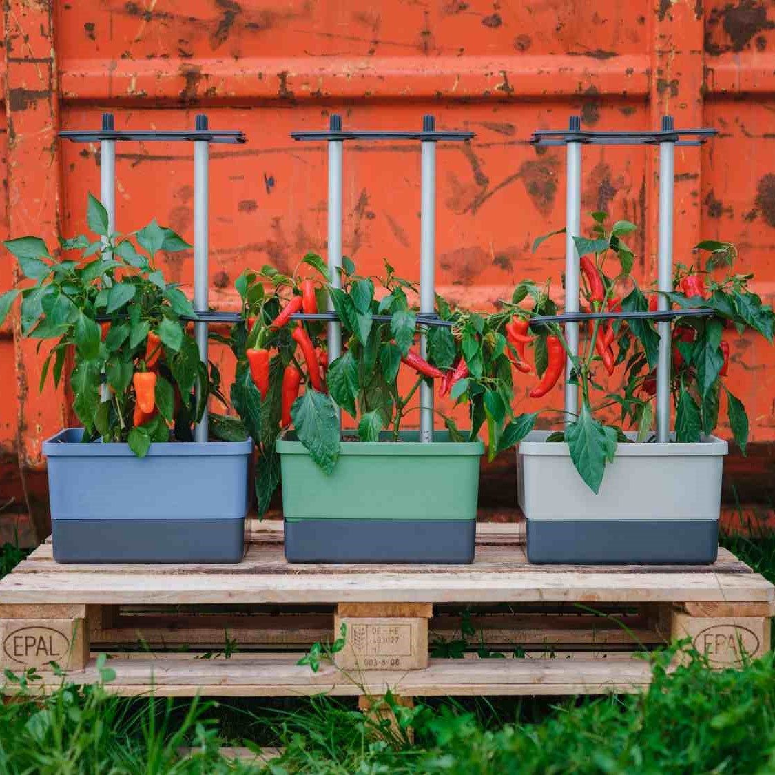 CHARLY CHILI, the chili pot with water tank & climbing system