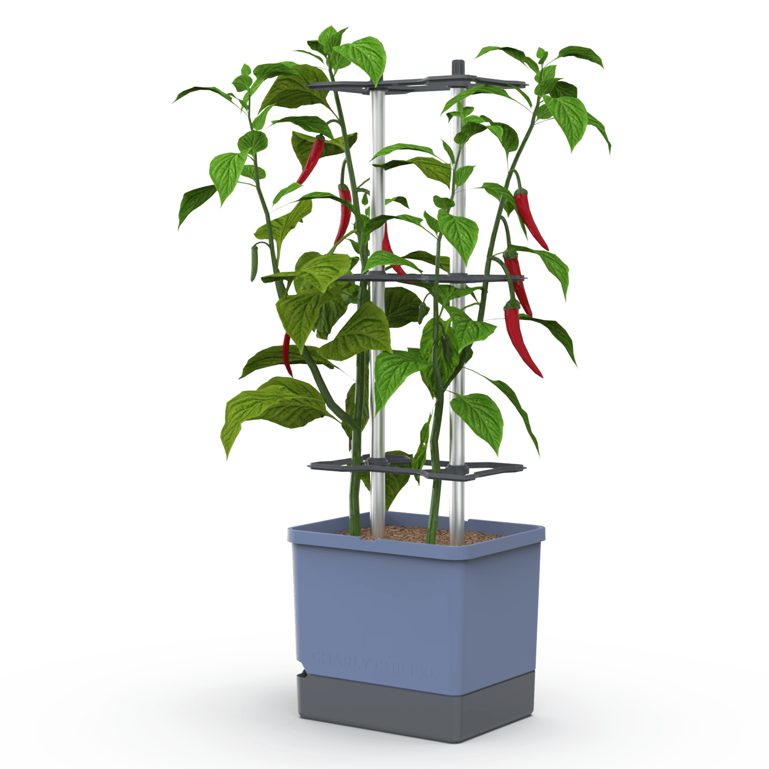 CHARLY CHILI complete bundle