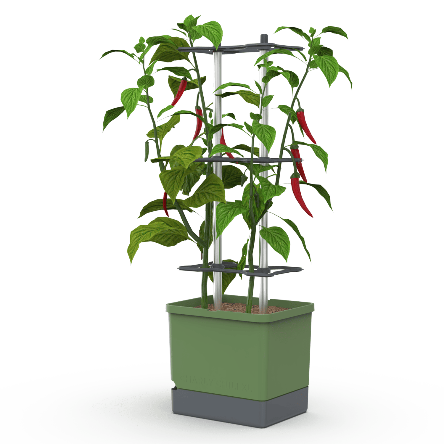 CHARLY CHILI complete bundle