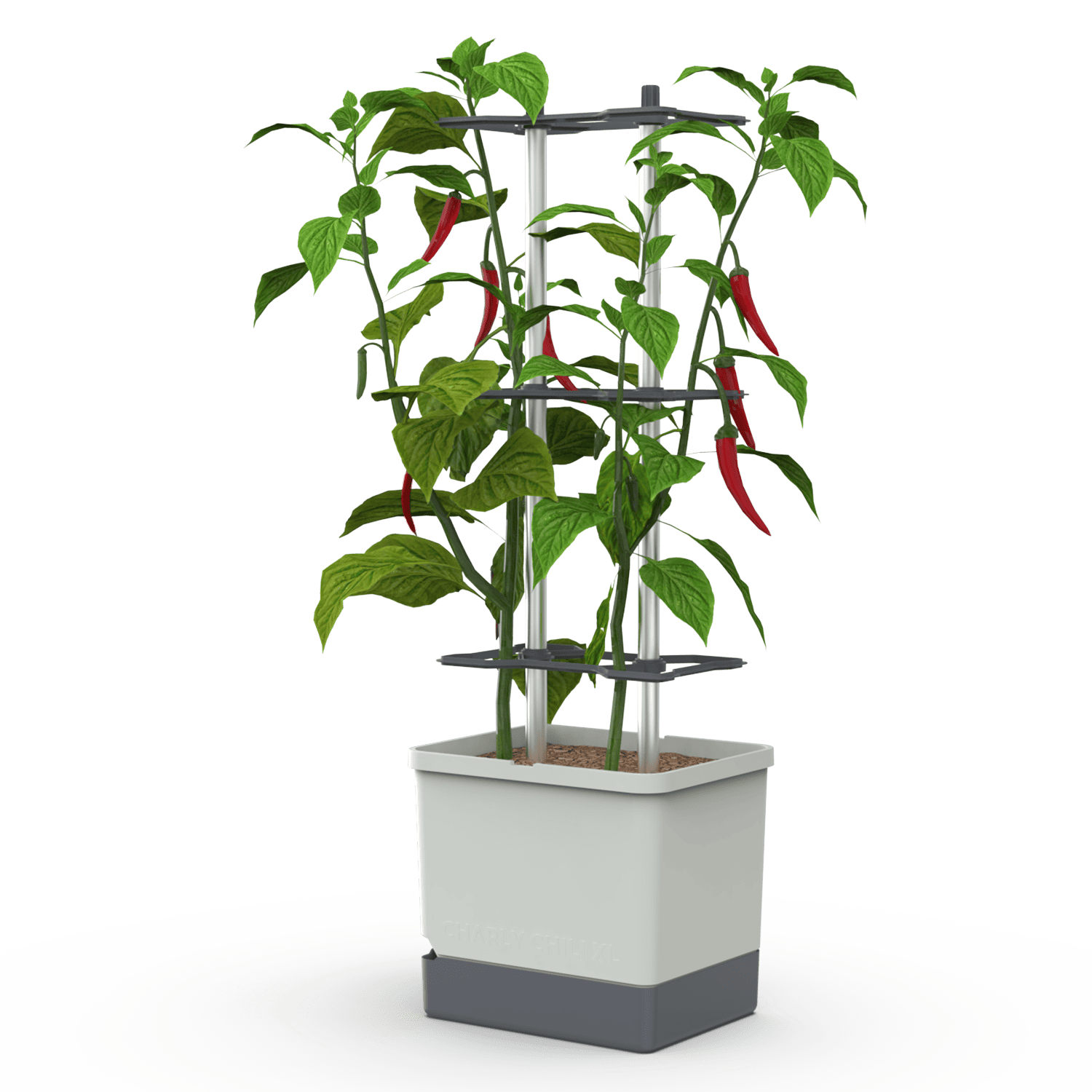 CHARLY CHILI complete bundle