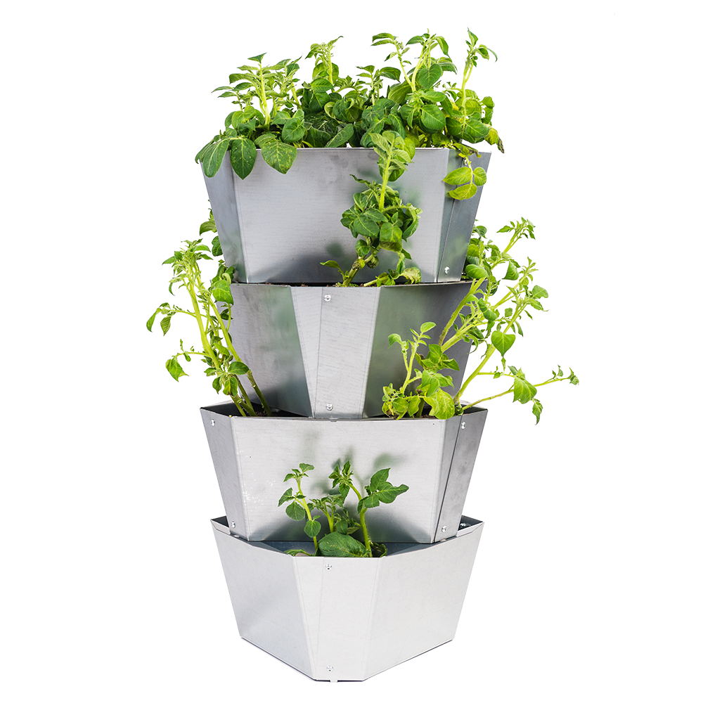 PAUL POTATO starter including tray