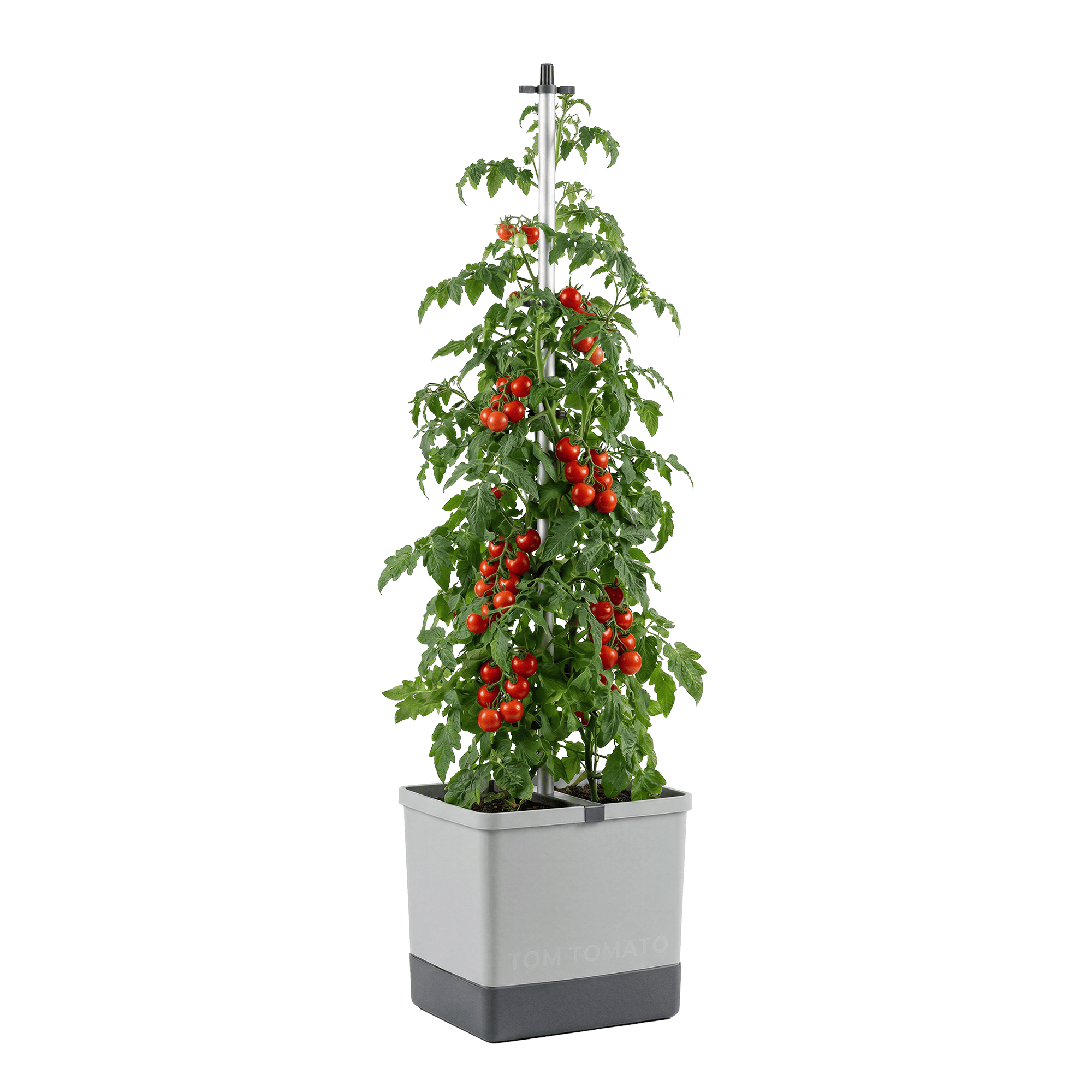TOM TOMATO