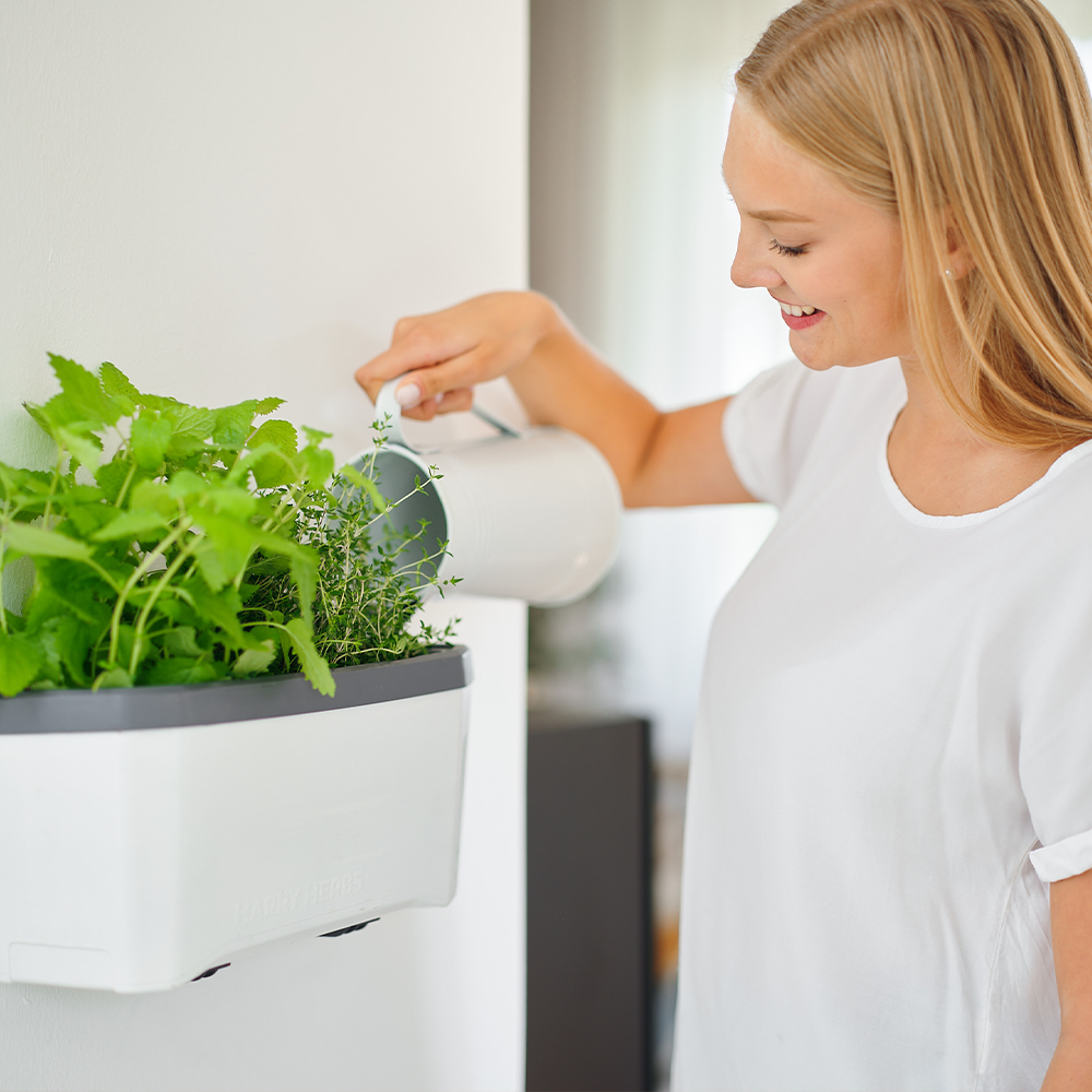 HARRY HERBS Microgreens Super Bundle (Doppelpack)