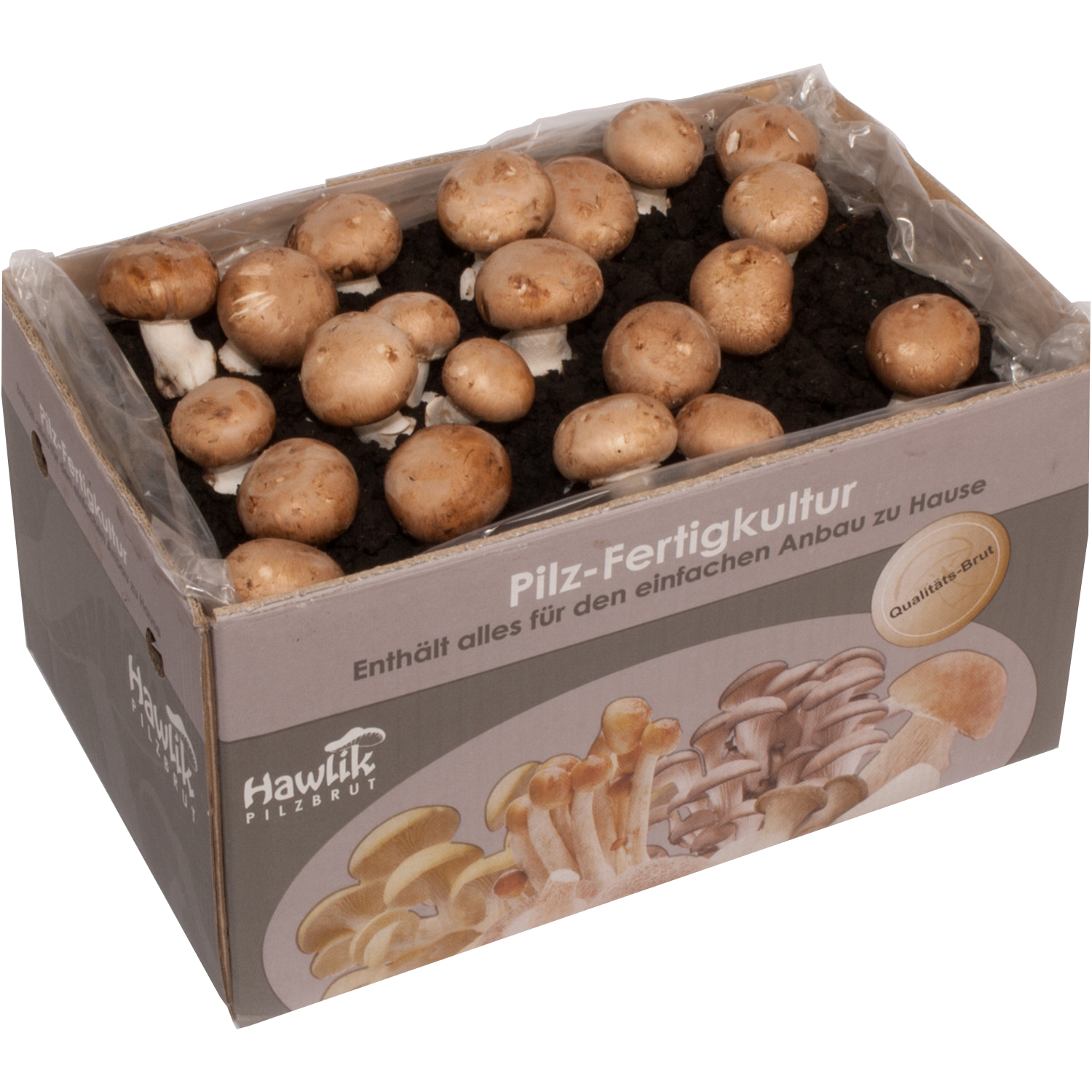 Hawlik Pilzbrut - Cremini champignon mushroom