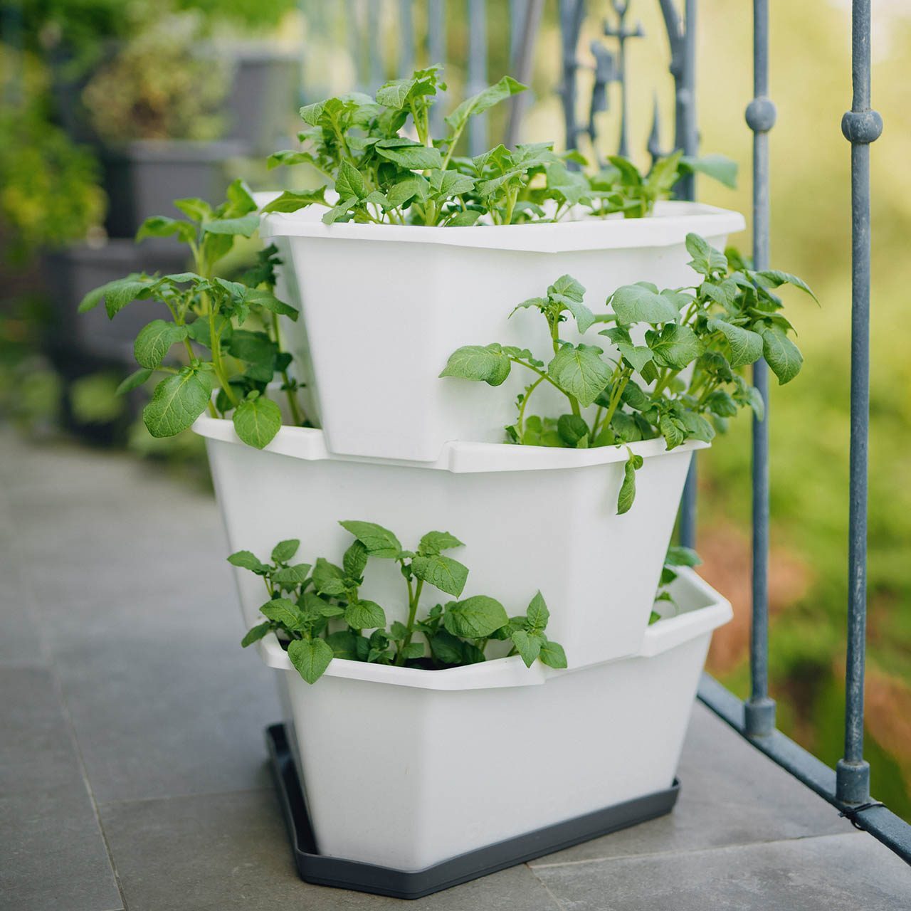 PAUL POTATO Starter Untersetzer