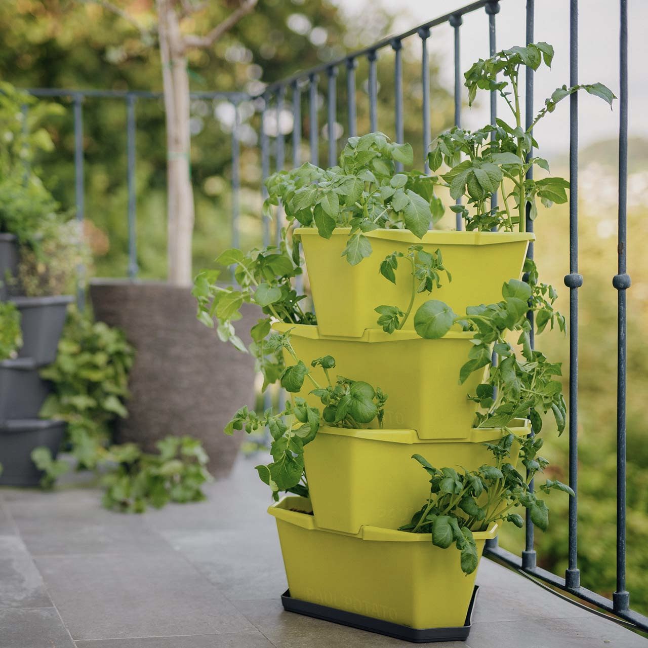 PAUL POTATO Starter Untersetzer