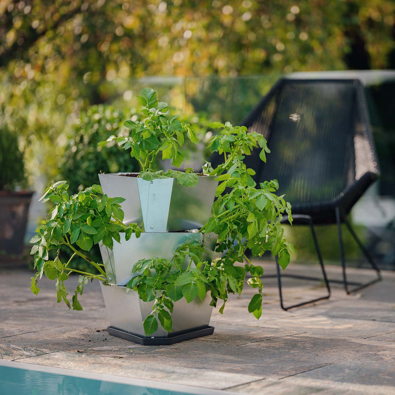 PAUL POTATO starter tray