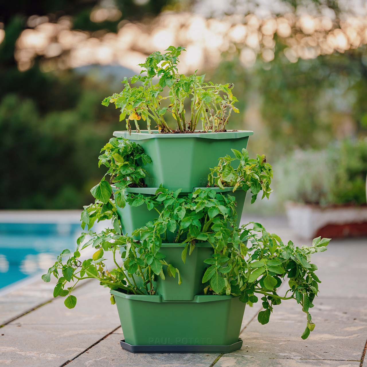 PAUL POTATO Starter Untersetzer