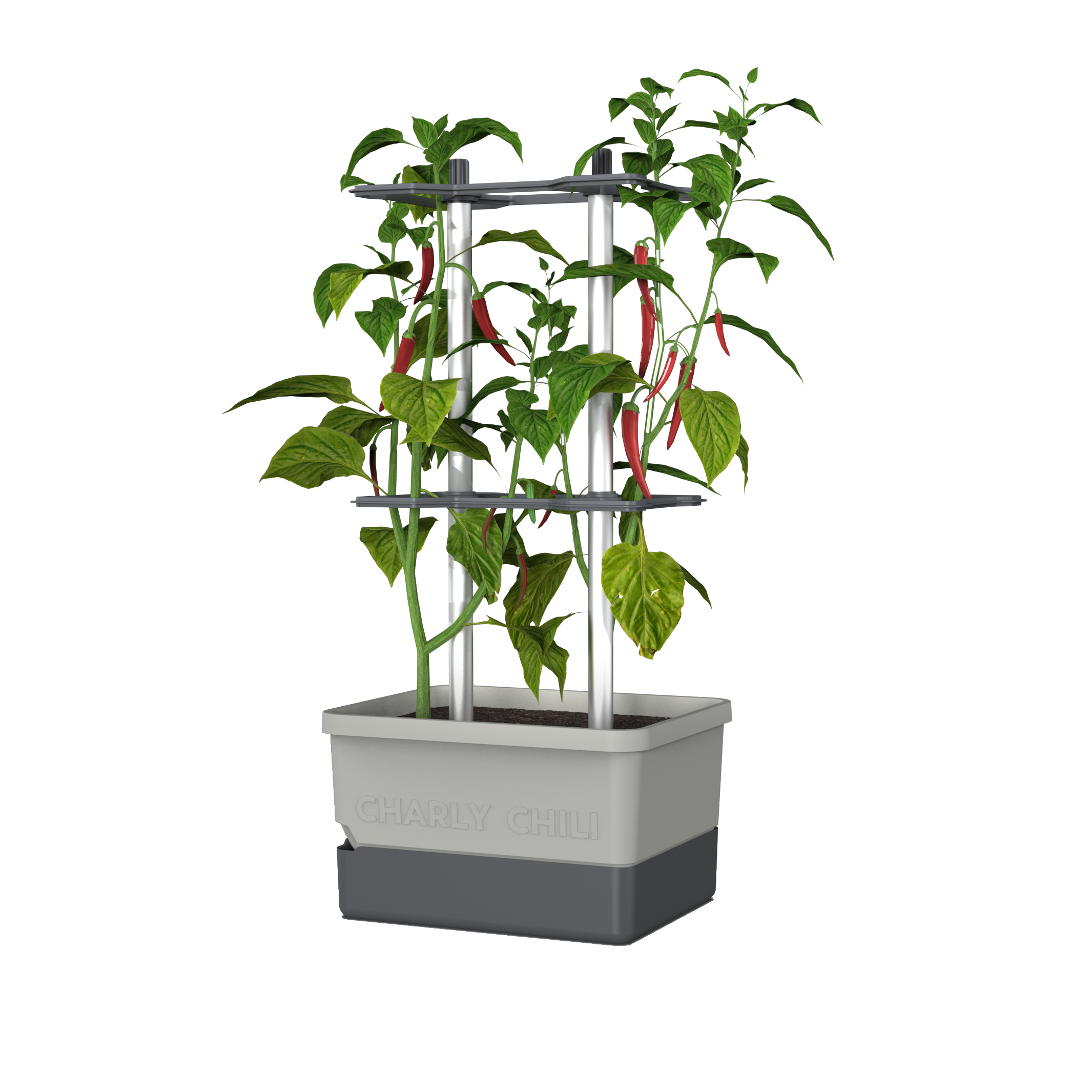 CHARLY CHILI complete bundle