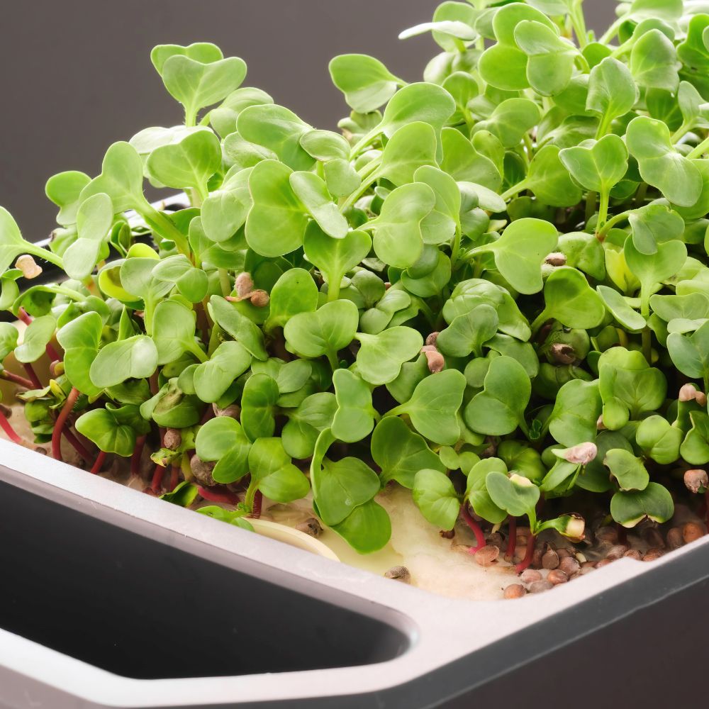 HARRY HERBS premium grow mats