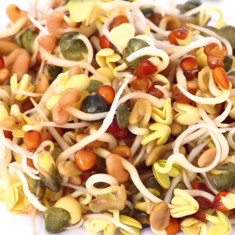 HARRY HERBS Microgreens Super Bundle (Doppelpack)