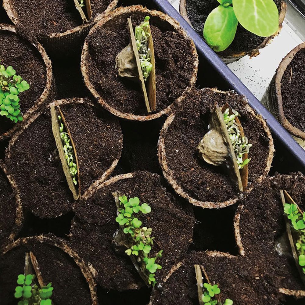 Seed capsules balcony vegetables & salad mix