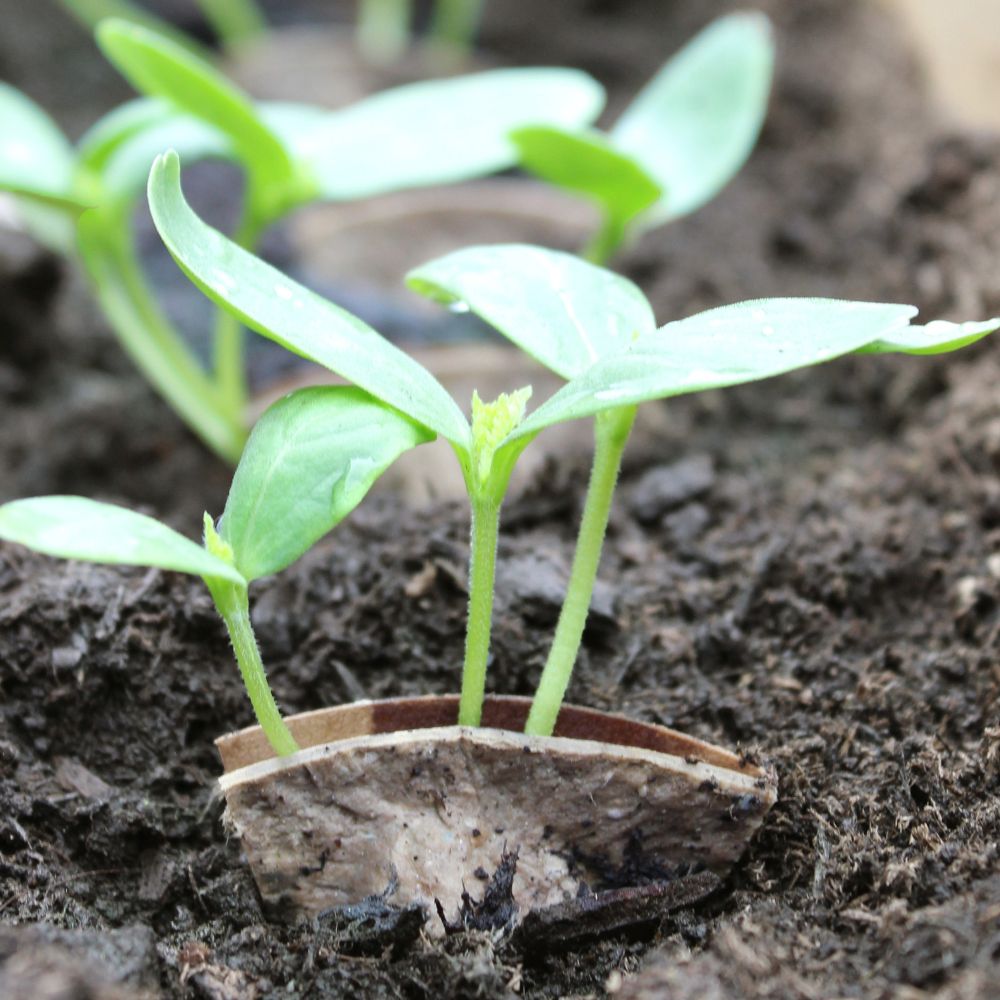 Seed capsules balcony vegetables & salad mix