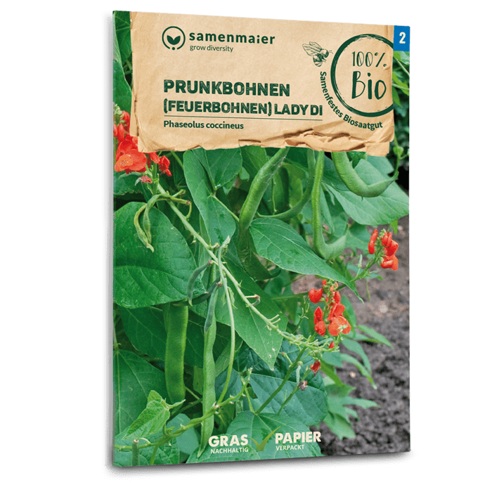 feuerbohnen düngen Samen Maier Prunkbohnen (Feuerbohnen), Lady Di