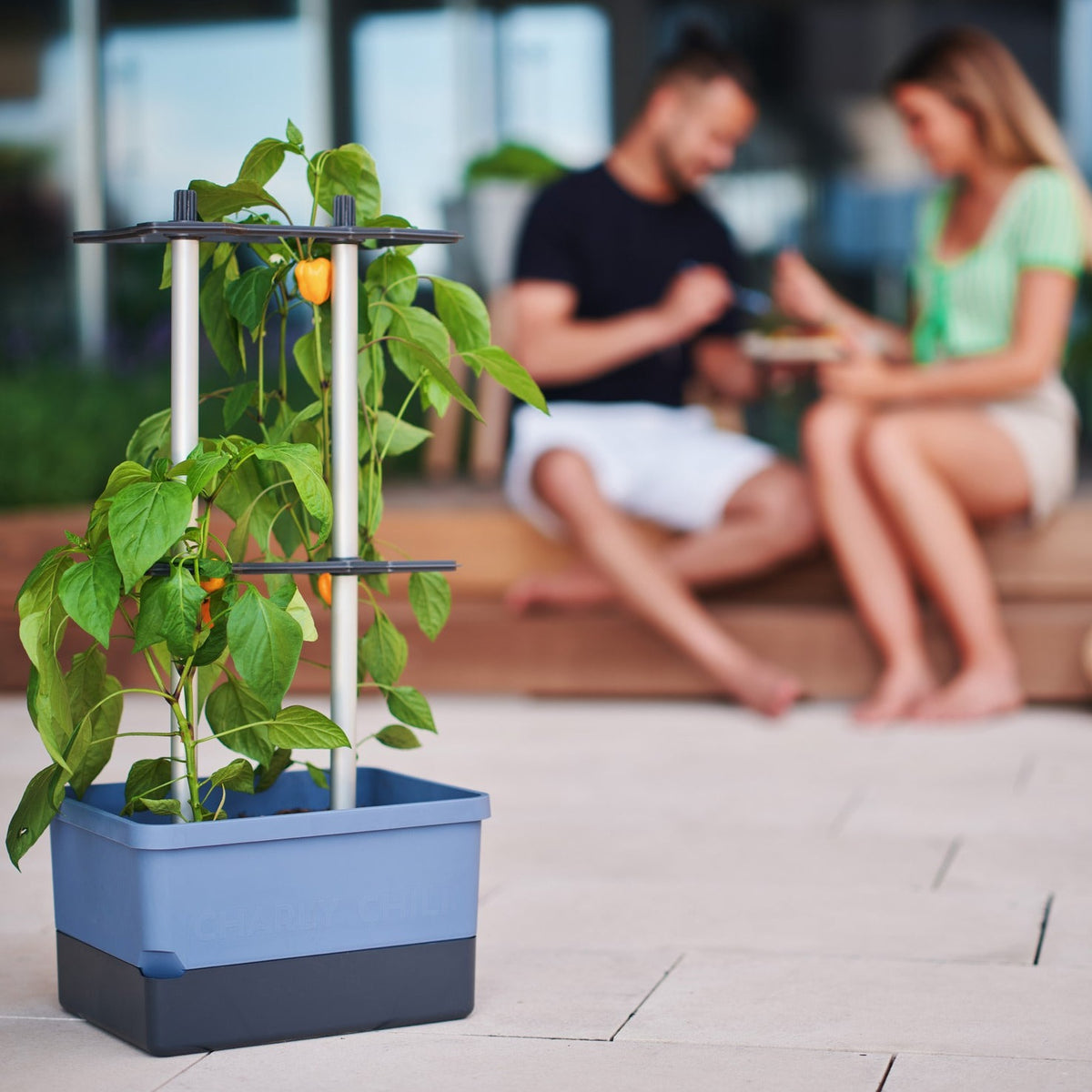 CHARLY CHILI Chilitopf mit reifen Chilis auf sonniger Terrasse