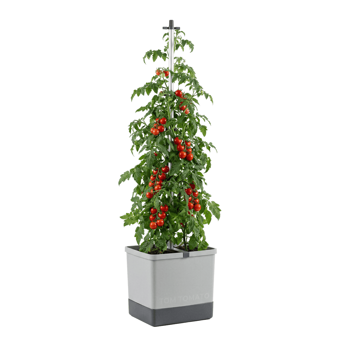 TOM TOMATO