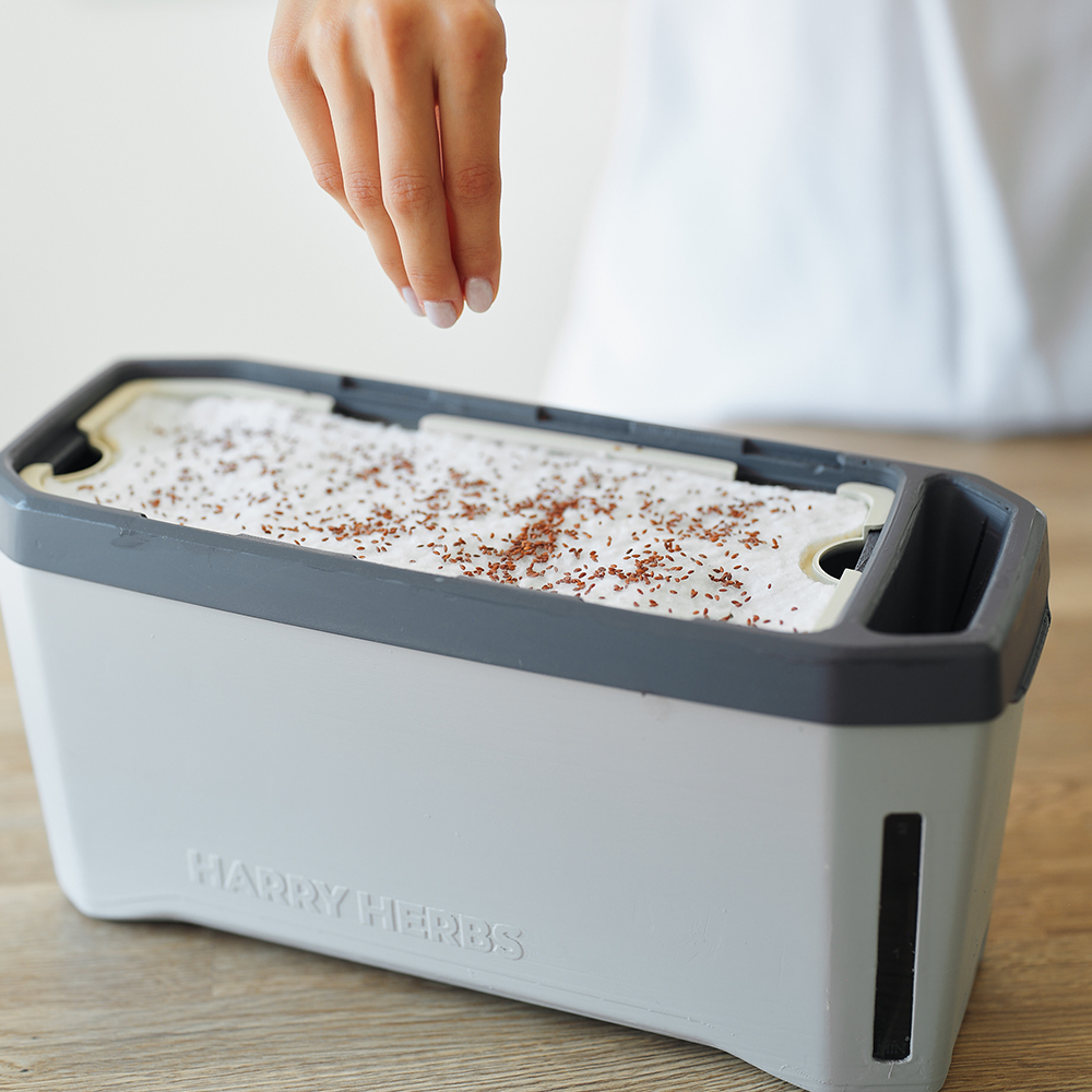 Kräutersamen werden in HARRY HERBS Kräutertopf gesät