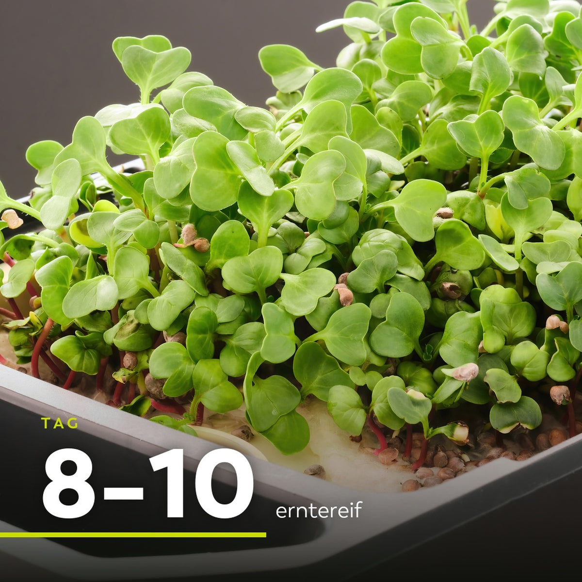 Tag 8 bis 10: Microgreens erntereif
