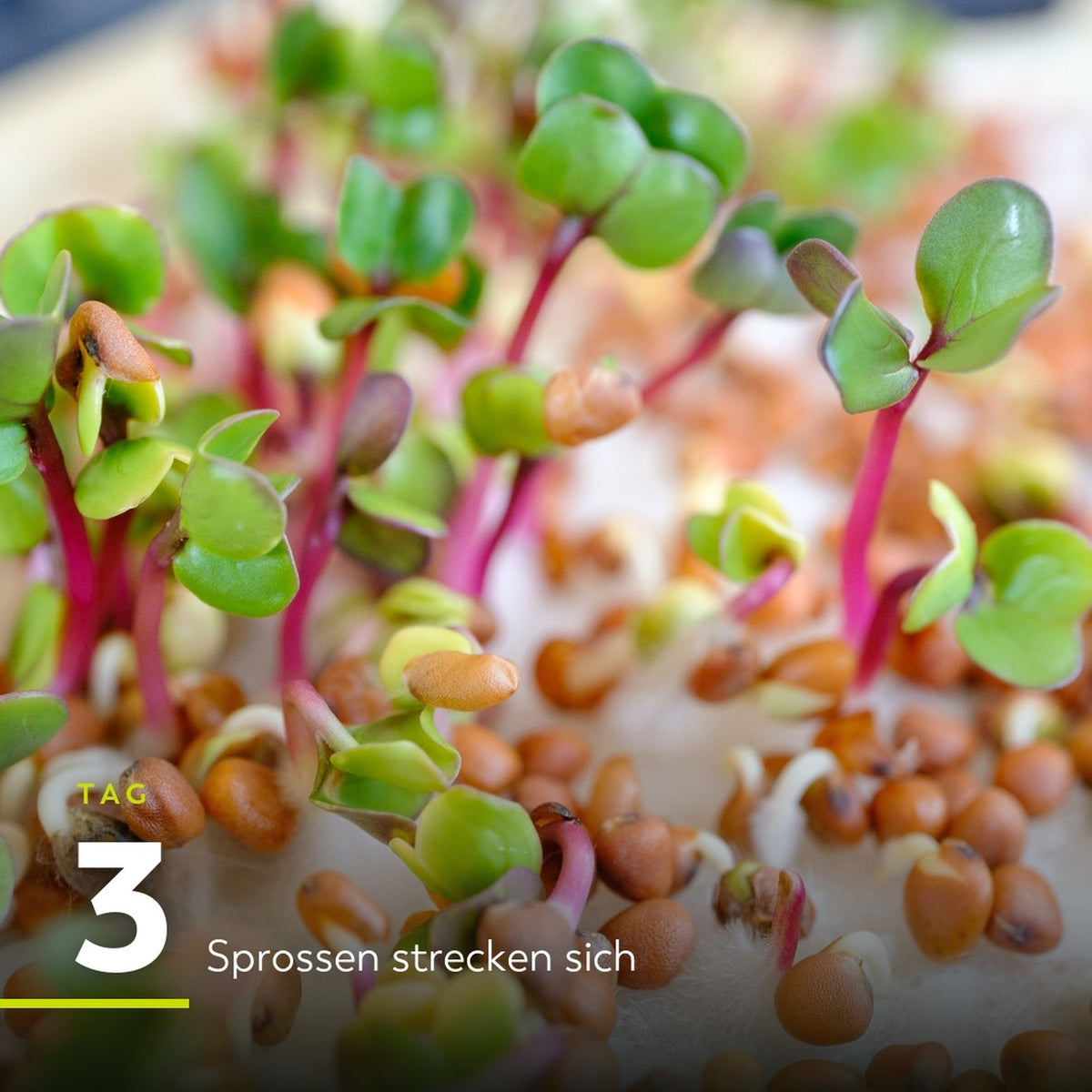 Tag 3: Sprossen strecken sich